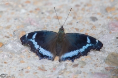 Kaniska canace