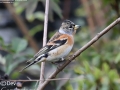 Brambling