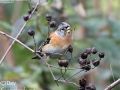 Brambling