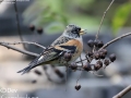 Brambling