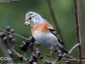Brambling