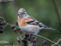 Brambling