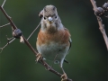 Brambling