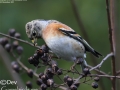 Brambling