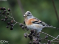 Brambling