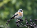 Brambling