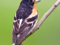 Brambling