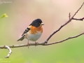 Brambling