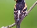 Brambling