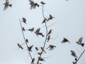 Brambling
