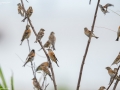 Brambling