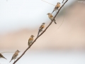 Brambling