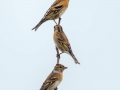 Brambling
