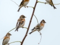 Brambling