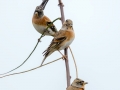 Brambling