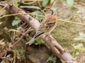 Brambling