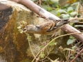 Brambling