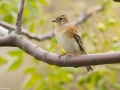 Brambling