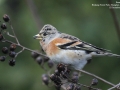 Brambling
