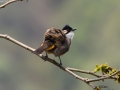 Brown-breasted Bulbul