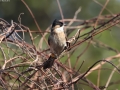 Brown-breasted Bulbul