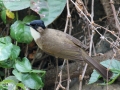 Brown-breasted Bulbul