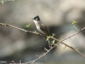 Brown-breasted Bulbul