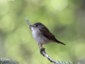 Brown-breasted Flycatcher