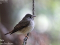 Brown-breasted Flycatcher