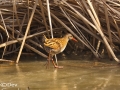 Brown-cheeked Rail
