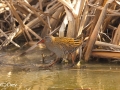 Brown-cheeked Rail
