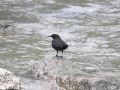 Brown Dipper