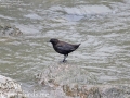 Brown Dipper