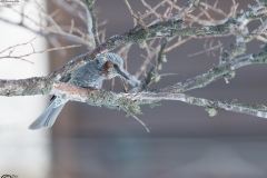 Brown-eared Bulbul