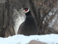 Brown Eared Pheasant