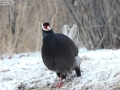 Brown Eared Pheasant