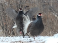 Brown Eared Pheasant