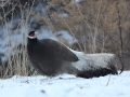 Brown Eared Pheasant