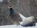 Brown Eared Pheasant