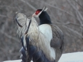 Brown Eared Pheasant