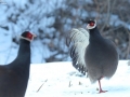 Brown Eared Pheasant
