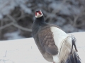 Brown Eared Pheasant
