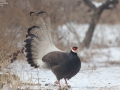 Brown Eared Pheasant