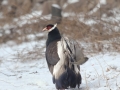 Brown Eared Pheasant