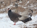 Brown Eared Pheasant