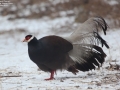 Brown Eared Pheasant
