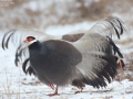Brown Eared Pheasant