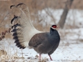 Brown Eared Pheasant