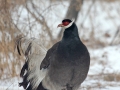 Brown Eared Pheasant