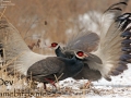 Brown Eared Pheasant
